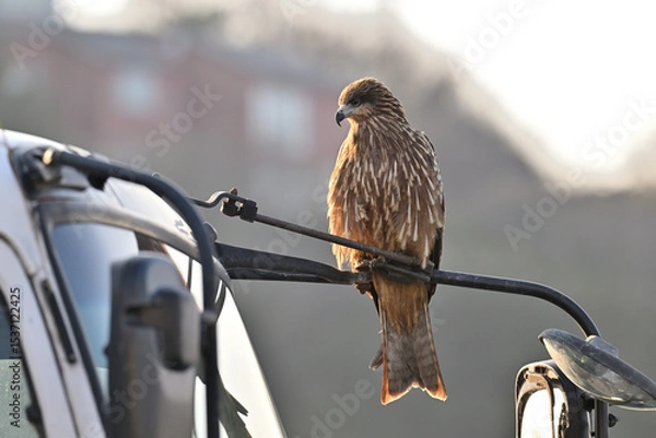 Obraz トビ　Black Kite