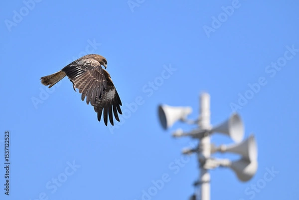 Obraz トビ　Black Kite