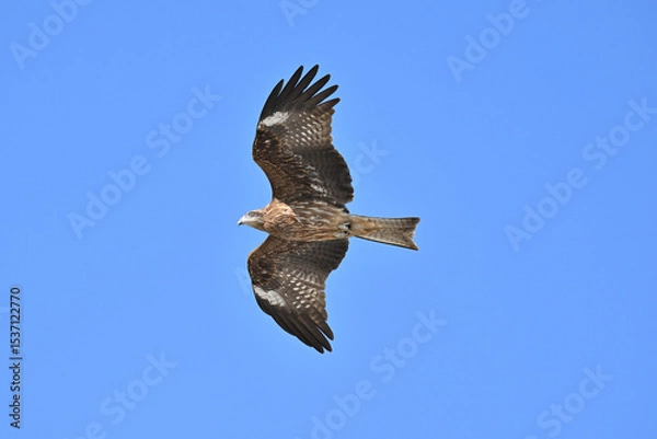 Obraz トビ　Black Kite