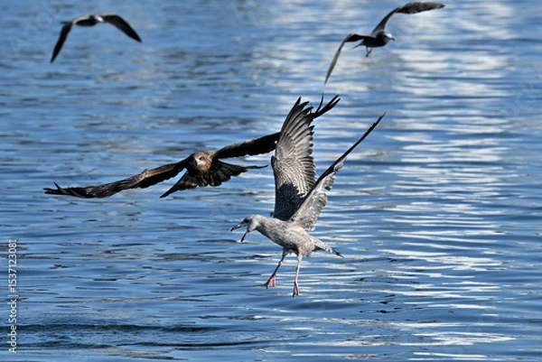 Obraz トビ　Black Kite