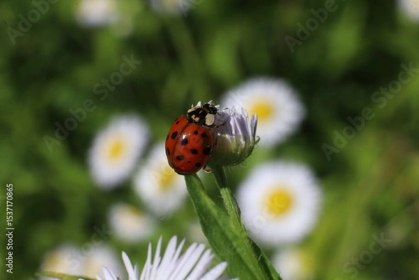 Obraz ladybug on daisy
