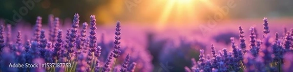 Fototapeta A tranquil scene of lavender fields bathed in soft sunlight, evoking serenity and spiritual connection Perfect for meditation, aromatherapy, and wellness themes , yoga, peace, countryside