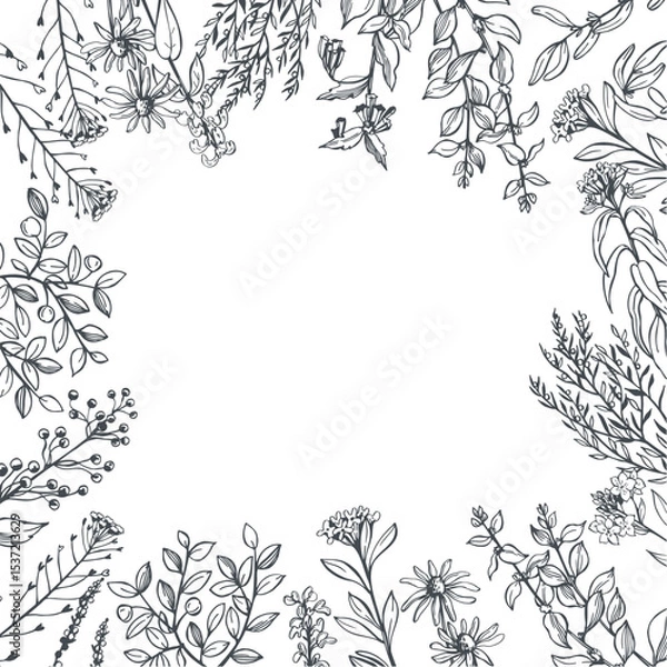 Obraz Hand-drawn wild medicinal herbs.  Vector background. Sketch  illustration.