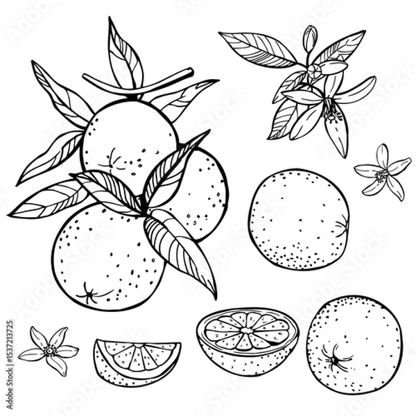Obraz Hand-drawn orange fruits, leaves and flowers. Vector sketch  illustration.