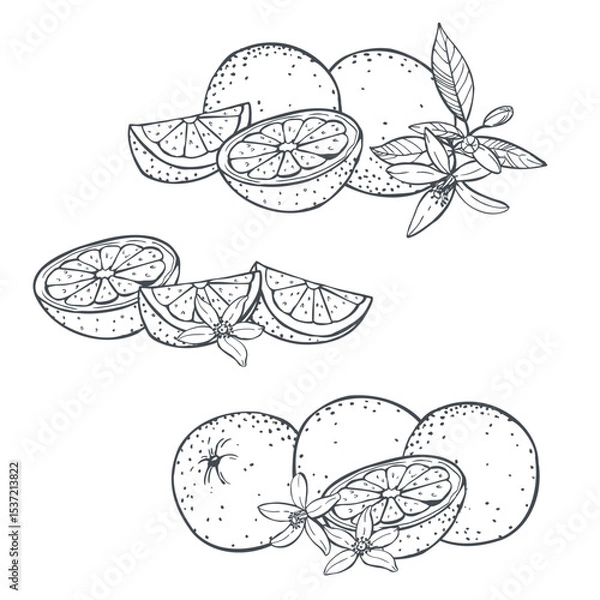 Obraz Hand-drawn orange fruits, leaves and flowers. Vector sketch  illustration.