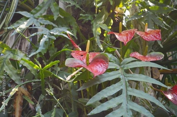 Fototapeta Anthurium or Flamingo Flower, this Anthurium has a very romantic flower, which resembles a shiny red heart shape