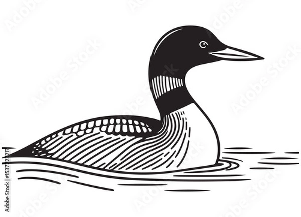 Obraz Graceful common loon in water vector image wildlife nature