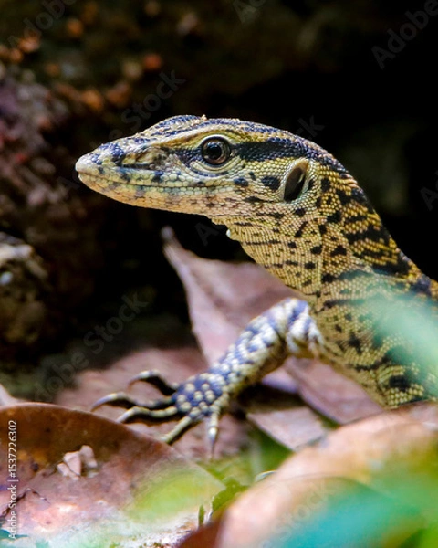Fototapeta Closeup of a juvenile monitor lizard in its habitat