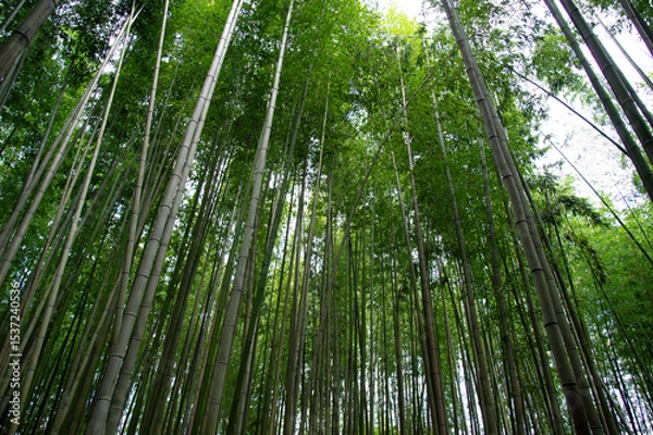 Obraz 竹林を見上げる