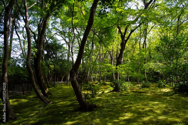 Obraz 苔の生えた道