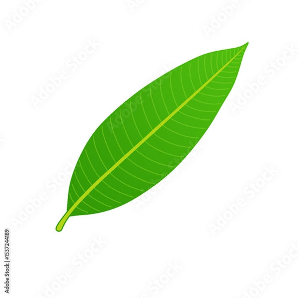 Fototapeta Green mango leaf isolated on transparent background, png image 
