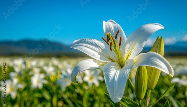 Obraz Close-up of a blooming white lily flower in a vast flower field under clear blue sky