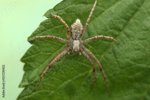 Fototapeta a small spider on a leaf