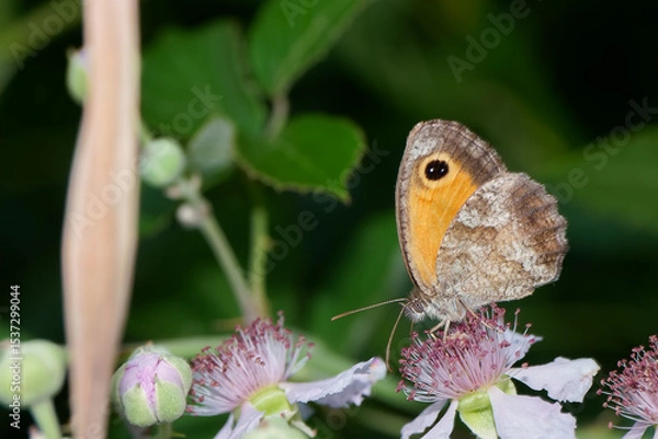 Fototapeta Butterfly rests on delicate flowers in a lush garden during a sunny afternoon in summer