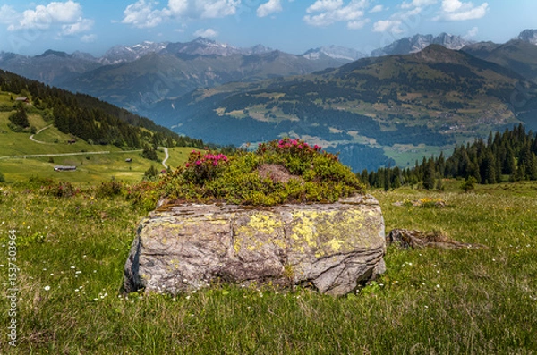 Fototapeta Alpenrose growing on a large stone near Fideris in the Swiss Alps in summer