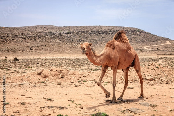 Obraz Wild camel in Oman