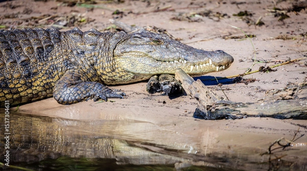 Obraz Nile Crocodile