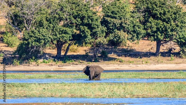 Obraz Elephant in the river