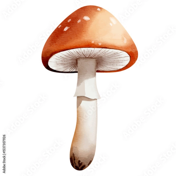 Obraz Watercolor forest mushroom. Hand drawn fall illustration perfect for autumn nature design.