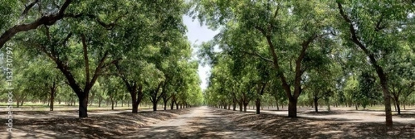 Obraz photo of pistachio orchard 