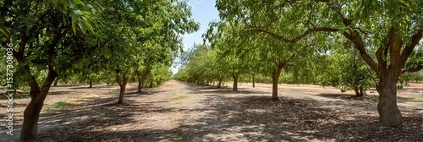 Obraz photo of pistachio orchard 