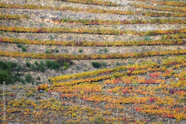 Fototapeta Geometric patterns in the terraced vineyards of the Ribeira Sacra