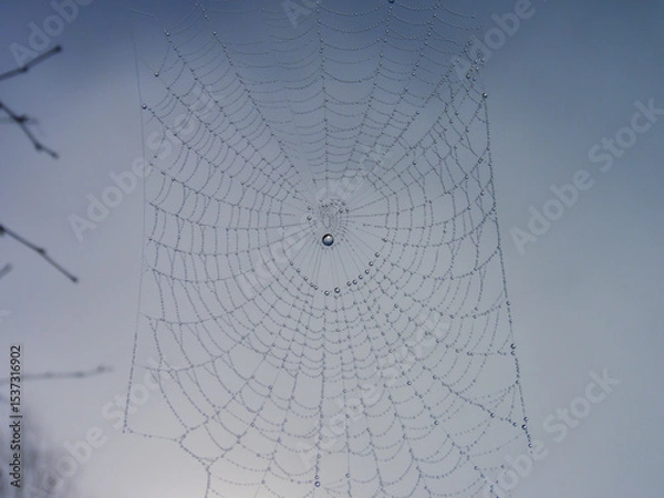 Fototapeta Natural background of a spider web covered in dewdrops