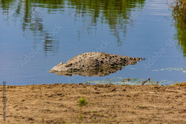 Fototapeta Nile crocodile (Crocodylus niloticus) resting in a water at Serengeti national park, Tanzania. Wildlife photo