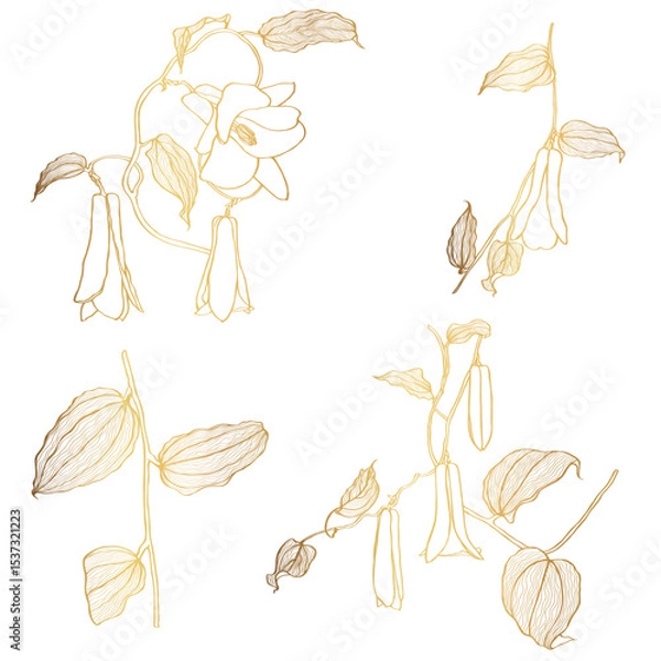 Obraz Lapageria. Vector illustration of golden line tropical Lapageria flowers with stem and leaves isolated on white background.