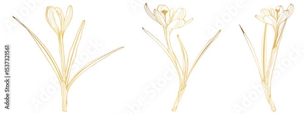 Obraz Crocus or saffron flower. Floral botanical flower. Isolated illustration element. Golden line. Vector hand drawing wildflower for background, texture, wrapper pattern, frame or border.