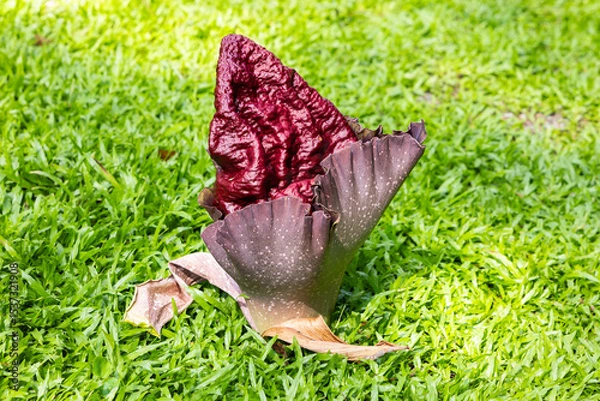 Obraz Titan arum or amorphophallus titanum