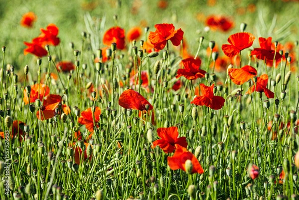Fototapeta A field of red poppies in full bloom in the Rheingau