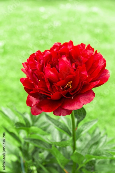 Fototapeta Red Buckeye Belle peony in full bloom, lush green background, vertical composition, vivid garden flower closeup, seasonal botanical image for spring summer design, nature banner concept