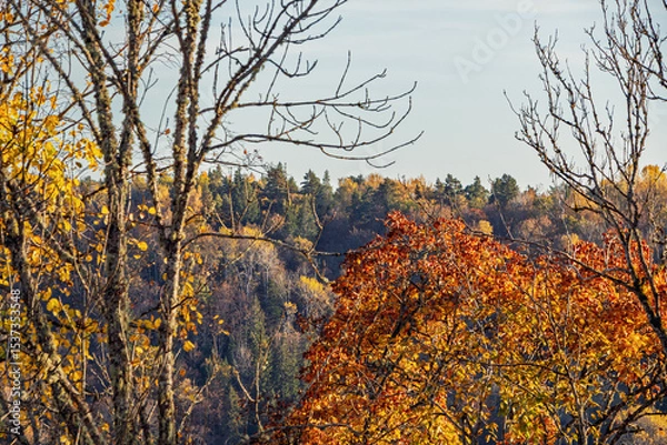 Obraz Autumn landscape with orange treetops