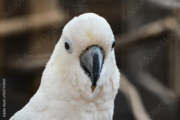 Obraz White parrot. Close-up portrait of a cockatoo