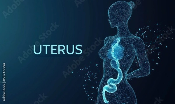 Fototapeta Digital representation of female anatomy with focus on uterus and reproductive system