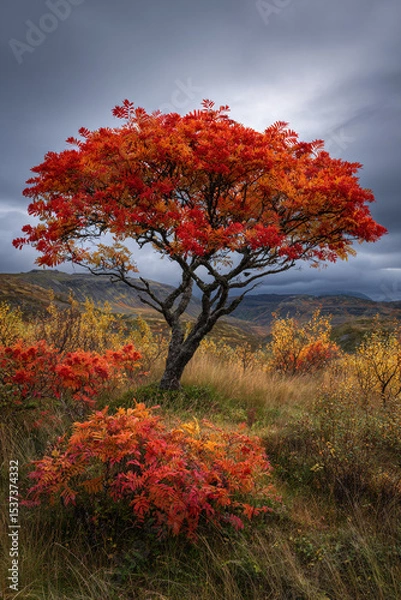 Obraz A vibrant tree with red and orange leaves standing in a field under a cloudy sky landscape scene