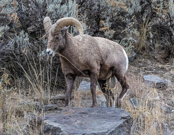 Obraz big horn sheep in the mountains