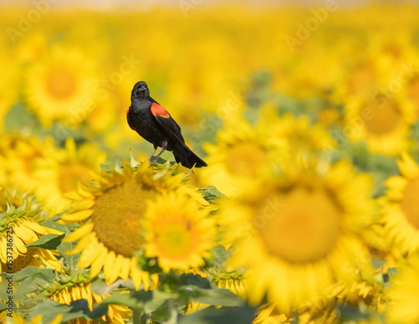 Obraz RedRed-winged Blackbird in a field of sunflowers