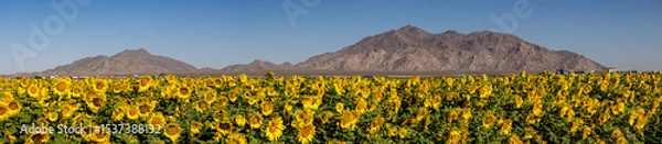 Obraz Sunflower field in Maricopa Arizona Panorama view