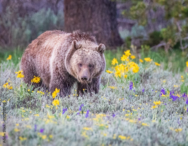 Obraz Grizzly bear in a field of flowers in Grand Teton National Park