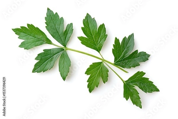 Fototapeta Close up of a green leafy plant with multiple leaves extending from a central stem on white