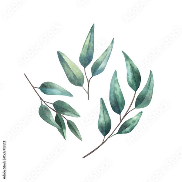 Fototapeta Watercolor hand drawn illustration. Little set of eucalyptus branches with green leaves. Botanical isolated elements on a white background for design, invitational and greeting cards, prints.