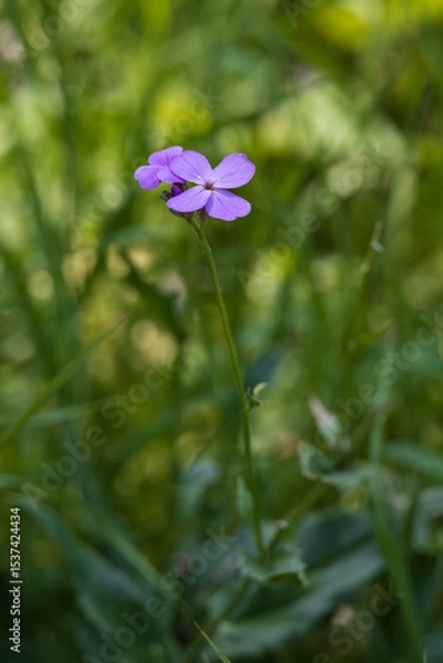 Obraz dame's-violet, purple wildflower with green background