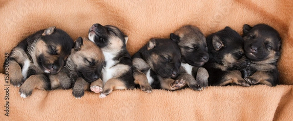 Fototapeta Cute sleeping puppies. Beautiful little dogs lie on bedspread.