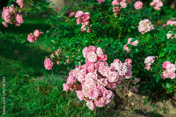 Fototapeta Delicate pink cluster roses in full bloom with green leaves and blurred background