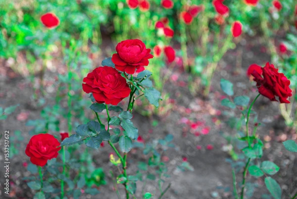 Fototapeta Picturesque Close-up of Vivid Red Roses in Full Bloom in a Garden