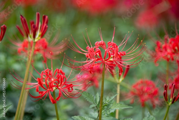 Fototapeta 赤い彼岸花