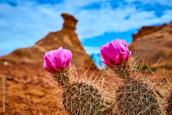 Fototapeta Blooming Cactus with Magenta Flowers and Red Rock Formations Eye Level Close Up
