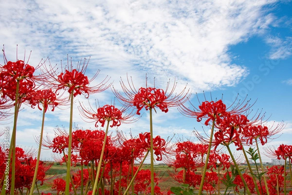 Fototapeta 秋の空に映える彼岸花